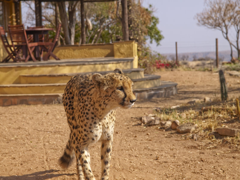 Amani Lodge, Cheetah